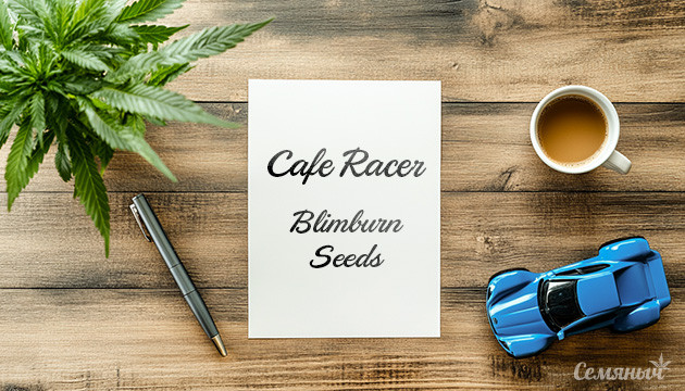 Гроурепорт сорта Cafe Racer fem от Blimburn Seeds