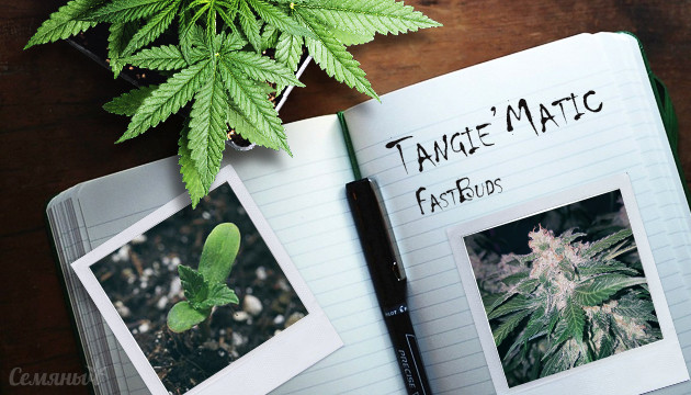 Гроурепорт сорта Tangie'matic auto от FastBuds