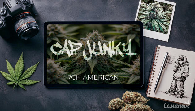Гроурепорт сорта конопли Cap Junky auto от 7CH American