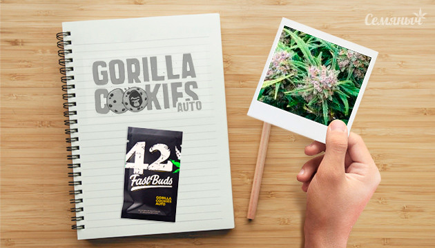 Гроурепорт сорта Gorilla Cookies Auto