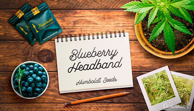 Гроурепорт сорта Blueberry Headband fem от Humboldt Seeds