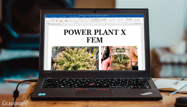 Гроурепорт сорта Power Plant X от сидбанка Семяныч
