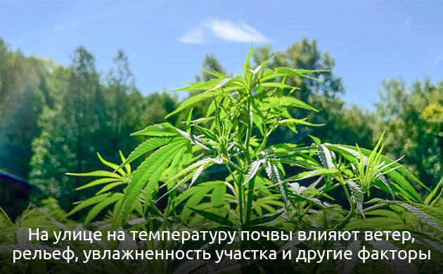 Температура почвы для конопли в аутдоре Окружающая среда